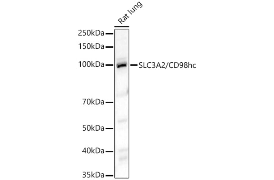 Western Blot - Anti-CD98 Antibody (A329243) - Antibodies.com