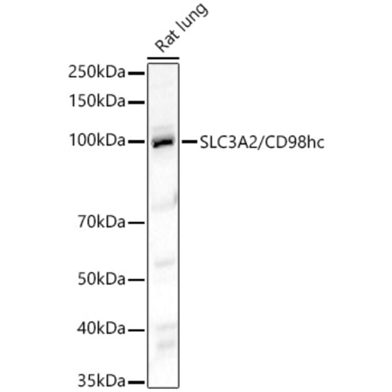 Western Blot - Anti-CD98 Antibody (A329243) - Antibodies.com