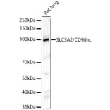 Western Blot - Anti-CD98 Antibody (A329243) - Antibodies.com