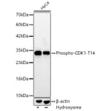 Western Blot - Anti-CDK1 (Phospho T14) Antibody [ARC66339] (A329246) - Antibodies.com
