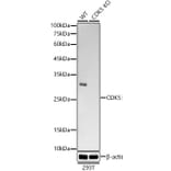 Western Blot - Anti-CDK5 Antibody [ARC53344] (A329247) - Antibodies.com