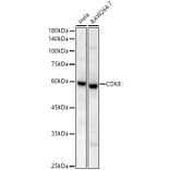 Western Blot - Anti-CDK8 Antibody [ARC59311] (A329248) - Antibodies.com