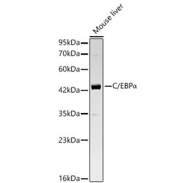 Western Blot - Anti-CEBP alpha Antibody (A329251) - Antibodies.com