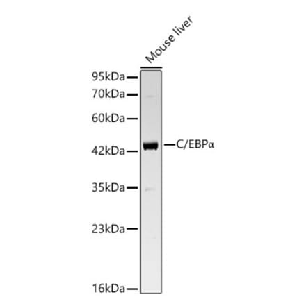 Western Blot - Anti-CEBP alpha Antibody (A329251) - Antibodies.com