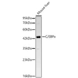Western Blot - Anti-CEBP alpha Antibody (A329251) - Antibodies.com