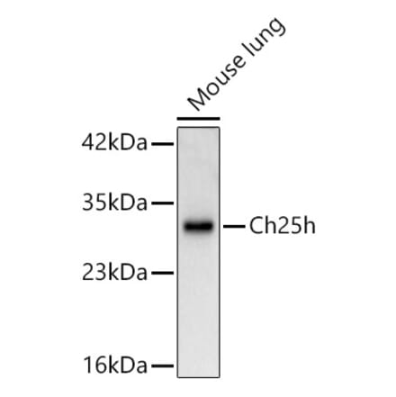Western Blot - Anti-CH25H Antibody (A329254) - Antibodies.com