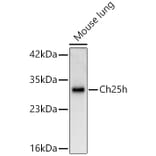Western Blot - Anti-CH25H Antibody (A329254) - Antibodies.com