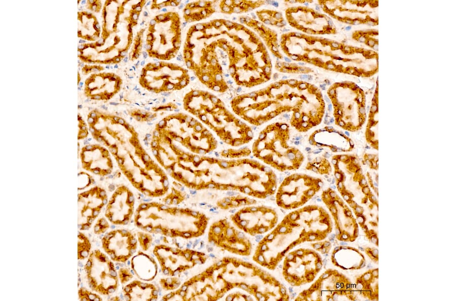 Immunohistochemistry - Anti-CHCHD4 Antibody (A329255) - Antibodies.com