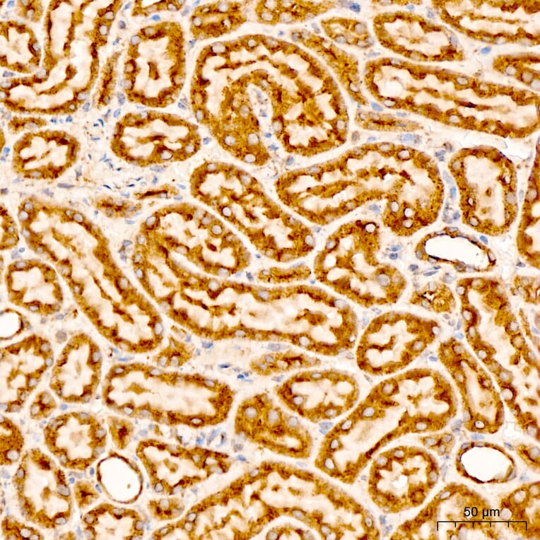 Immunohistochemistry - Anti-CHCHD4 Antibody (A329255) - Antibodies.com