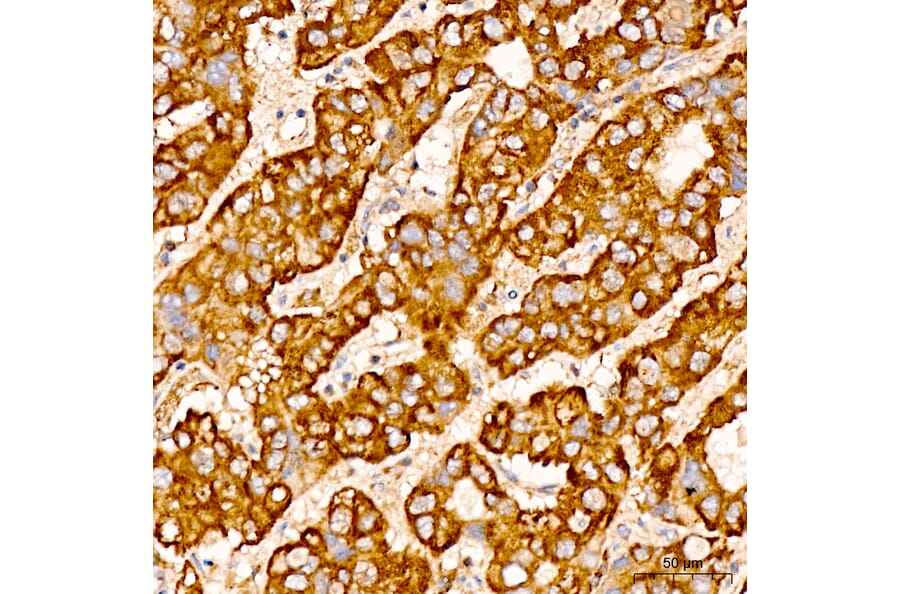 Immunohistochemistry - Anti-CHCHD4 Antibody (A329255) - Antibodies.com
