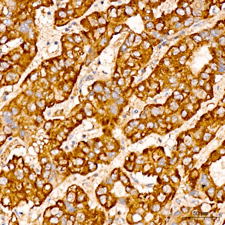 Immunohistochemistry - Anti-CHCHD4 Antibody (A329255) - Antibodies.com