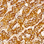 Immunohistochemistry - Anti-CHCHD4 Antibody (A329255) - Antibodies.com