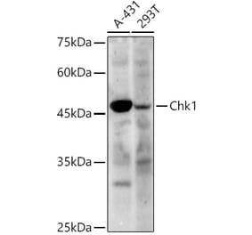 Western Blot - Anti-Chk1 Antibody (A329260) - Antibodies.com