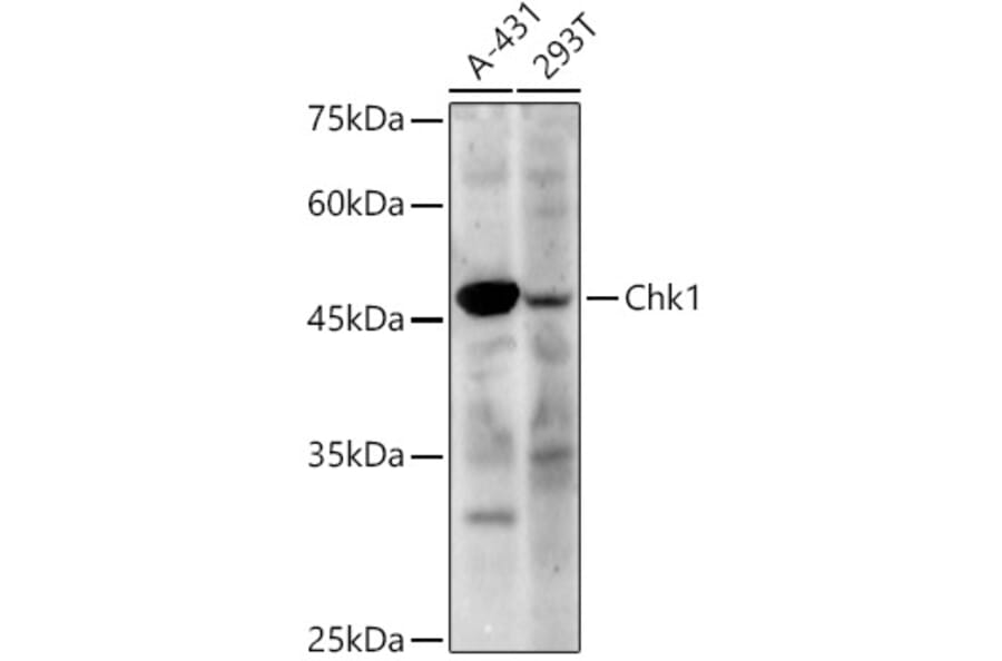 Western Blot - Anti-Chk1 Antibody (A329260) - Antibodies.com