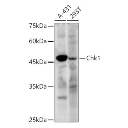 Western Blot - Anti-Chk1 Antibody (A329260) - Antibodies.com