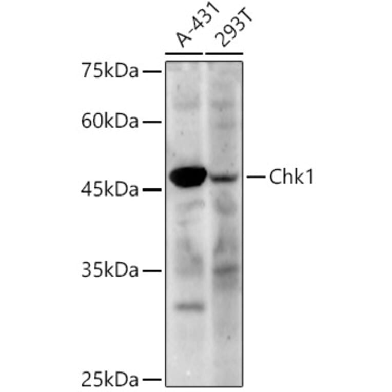 Western Blot - Anti-Chk1 Antibody (A329260) - Antibodies.com