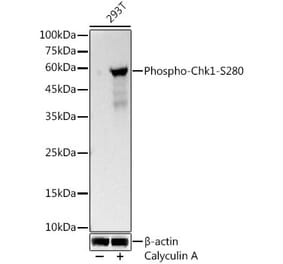 Western Blot - Anti-Chk1 (Phospho S280) Antibody (A329261) - Antibodies.com