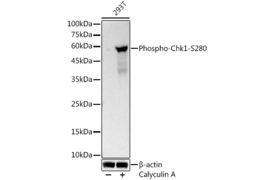 Western Blot - Anti-Chk1 (Phospho S280) Antibody [ARC3123] (A329261) - Antibodies.com