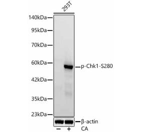 Western Blot - Anti-Chk1 (Phospho S280) Antibody (A329262) - Antibodies.com