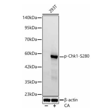 Western Blot - Anti-Chk1 (Phospho S280) Antibody [ARC62579] (A329262) - Antibodies.com