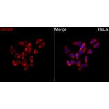 Immunofluorescence - Anti-CHUK Antibody (A329263) - Antibodies.com