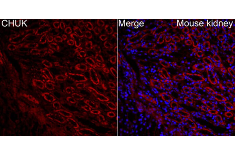 Immunofluorescence - Anti-CHUK Antibody (A329263) - Antibodies.com