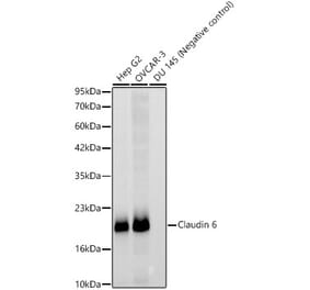 Western Blot - Anti-Claudin 6 Antibody [ARC63026] (A329265) - Antibodies.com