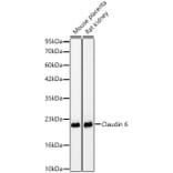 Western Blot - Anti-Claudin 6 Antibody [ARC63026] (A329265) - Antibodies.com