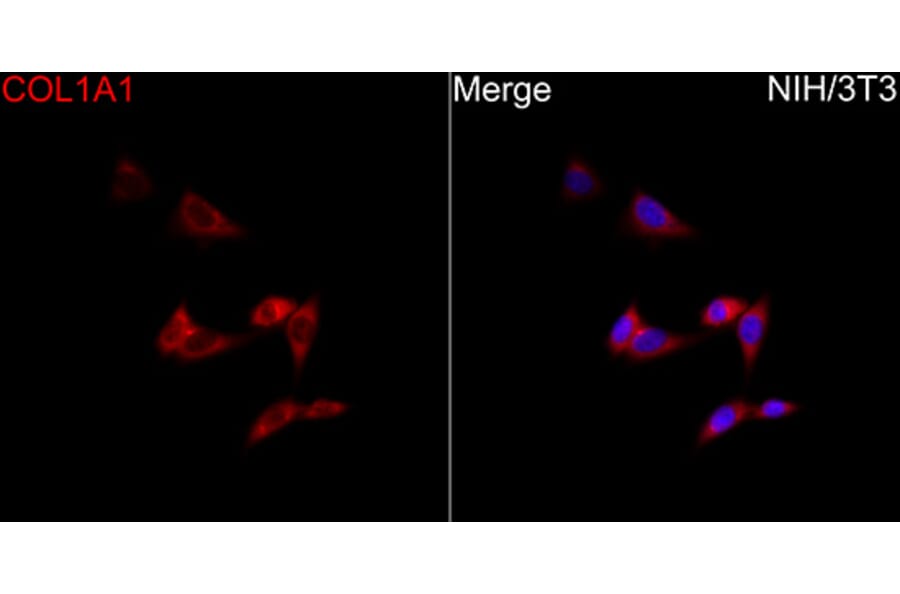 Immunofluorescence - Anti-Collagen I Antibody (A329272) - Antibodies.com