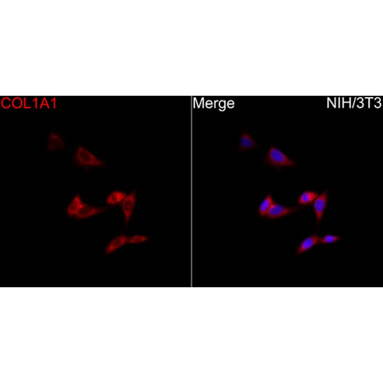 Immunofluorescence - Anti-Collagen I Antibody (A329272) - Antibodies.com