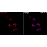 Immunofluorescence - Anti-Collagen I Antibody (A329272) - Antibodies.com