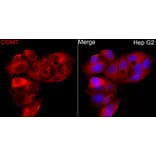 Immunofluorescence - Anti-COMT Antibody (A329275) - Antibodies.com