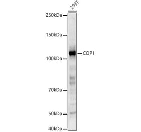 Western Blot - Anti-COP1 Antibody (A329276) - Antibodies.com