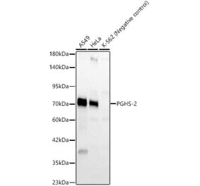Western Blot - Anti-Cox2 Antibody (A329277) - Antibodies.com