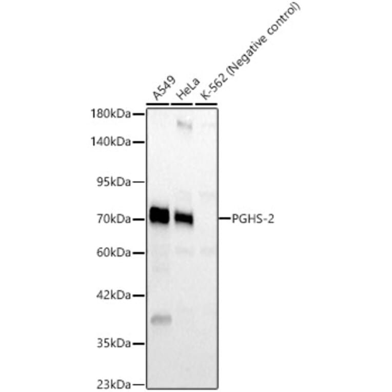 Western Blot - Anti-Cox2 Antibody (A329277) - Antibodies.com