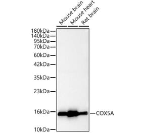 Western Blot - Anti-COX5A Antibody (A329278) - Antibodies.com