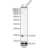 Western Blot - Anti-COX5A Antibody (A329278) - Antibodies.com