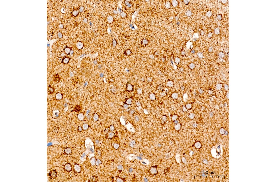 Immunohistochemistry - Anti-COX5A Antibody (A329278) - Antibodies.com