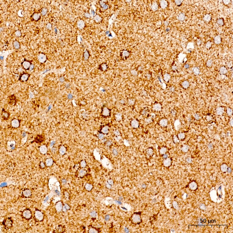 Immunohistochemistry - Anti-COX5A Antibody (A329278) - Antibodies.com