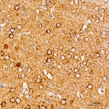Immunohistochemistry - Anti-COX5A Antibody (A329278) - Antibodies.com