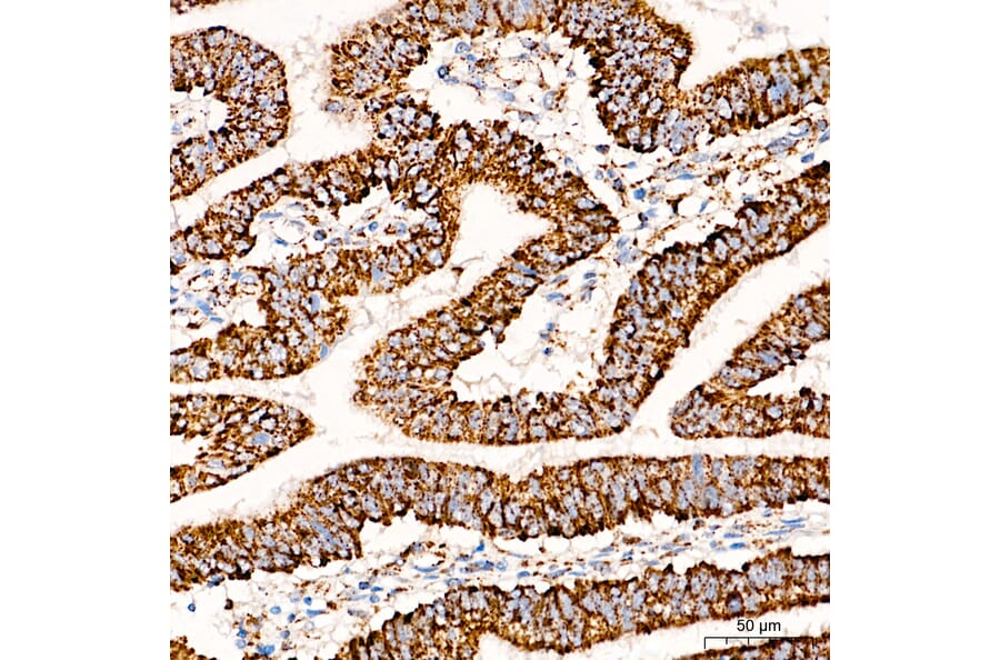 Immunohistochemistry - Anti-COX5A Antibody (A329278) - Antibodies.com