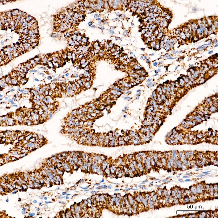 Immunohistochemistry - Anti-COX5A Antibody (A329278) - Antibodies.com
