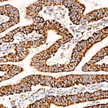 Immunohistochemistry - Anti-COX5A Antibody (A329278) - Antibodies.com