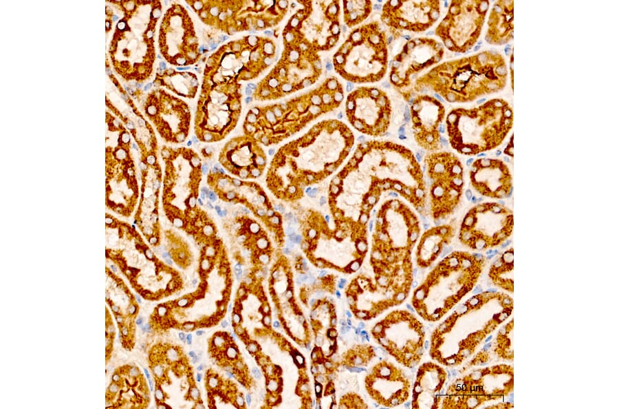 Immunohistochemistry - Anti-COX5A Antibody (A329278) - Antibodies.com