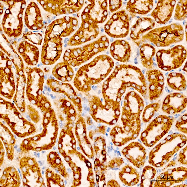 Immunohistochemistry - Anti-COX5A Antibody (A329278) - Antibodies.com