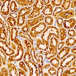 Immunohistochemistry - Anti-COX5A Antibody (A329278) - Antibodies.com