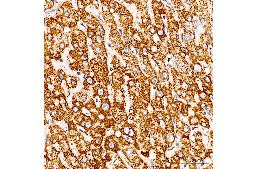 Immunohistochemistry - Anti-COX5A Antibody (A329278) - Antibodies.com