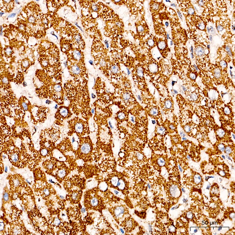 Immunohistochemistry - Anti-COX5A Antibody (A329278) - Antibodies.com