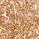 Immunohistochemistry - Anti-COX5A Antibody (A329278) - Antibodies.com