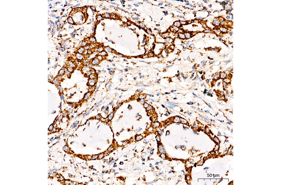 Immunohistochemistry - Anti-COX5A Antibody (A329278) - Antibodies.com
